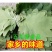 鱼仙河传统工艺纯手工制作槲叶粽子大量供应