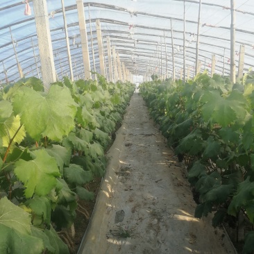 河北冷棚维多利亚大量有货欢迎新老客户致电