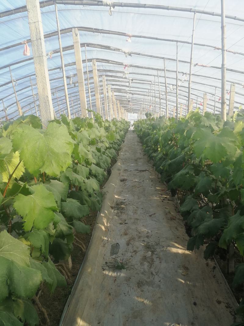 河北冷棚维多利亚大量有货欢迎新老客户致电