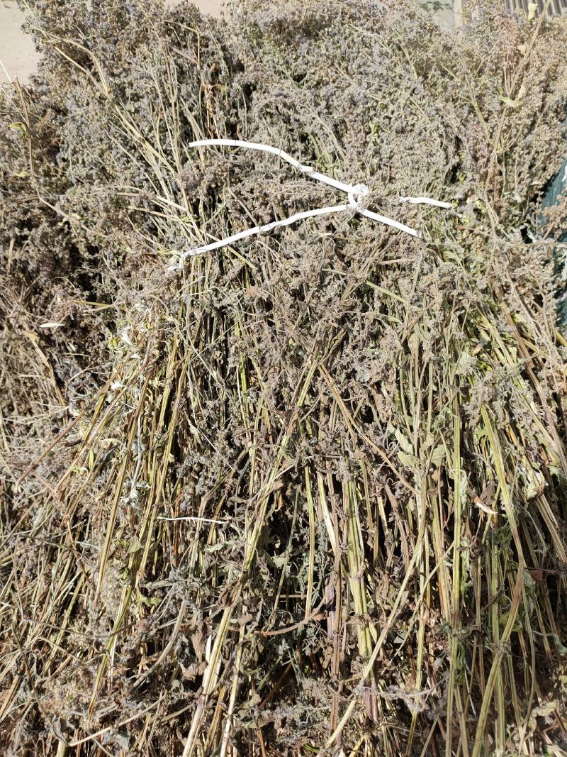 荔枝草，产地直发，量大从优，诚信经营，保质保量，欢迎来电咨询