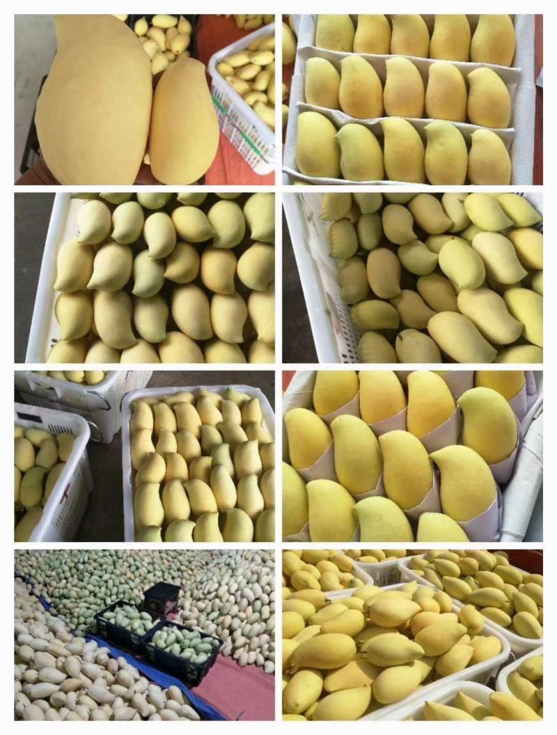 云南热带水果鹰嘴芒大量上市，产地直销优质套袋芒