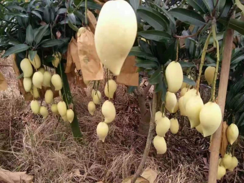 云南热带水果鹰嘴芒大量上市，产地直销优质套袋芒