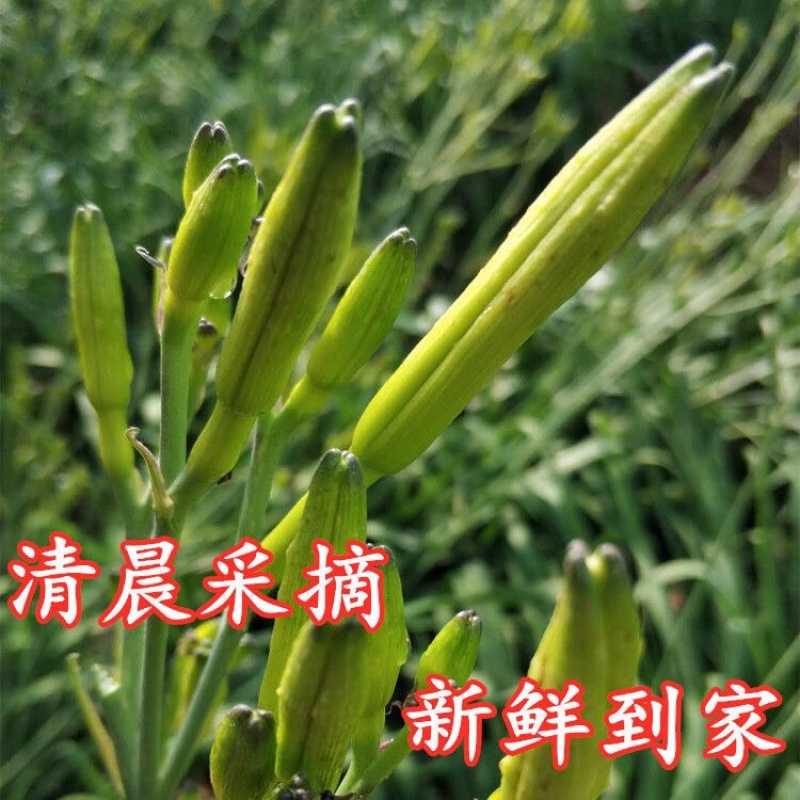 新鲜黄花菜即将上市