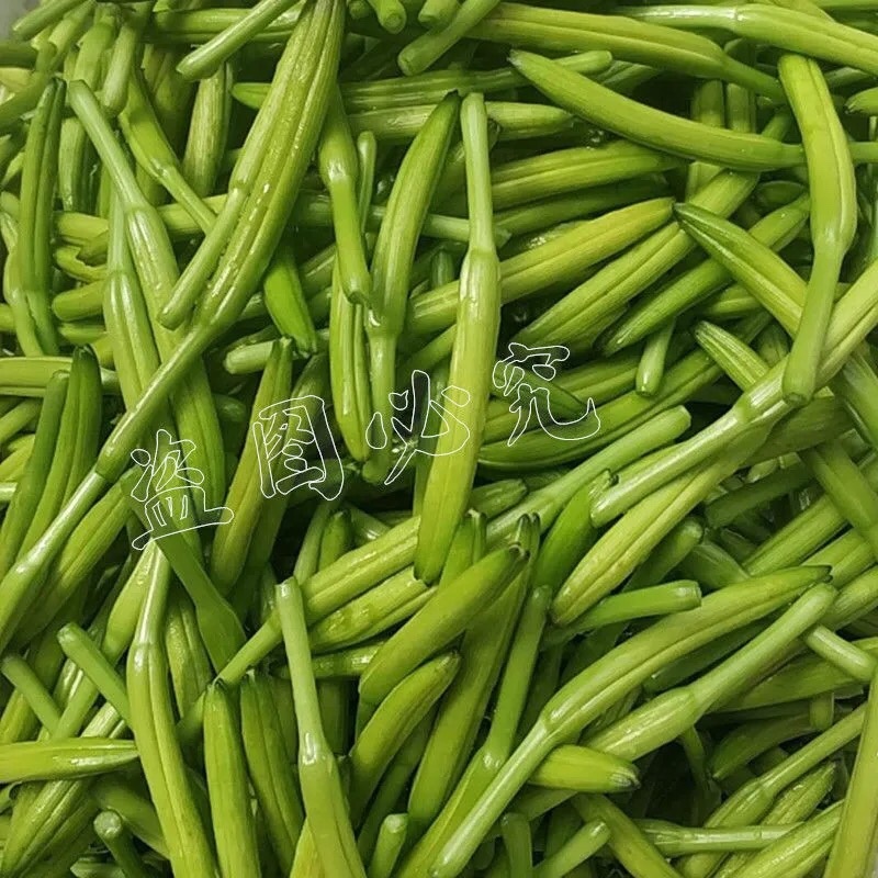 新鲜黄花菜即将上市