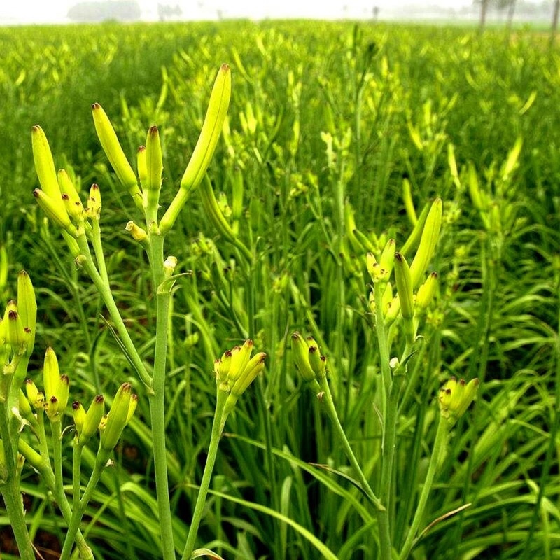 新鲜黄花菜即将上市