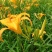 新鲜黄花菜即将上市