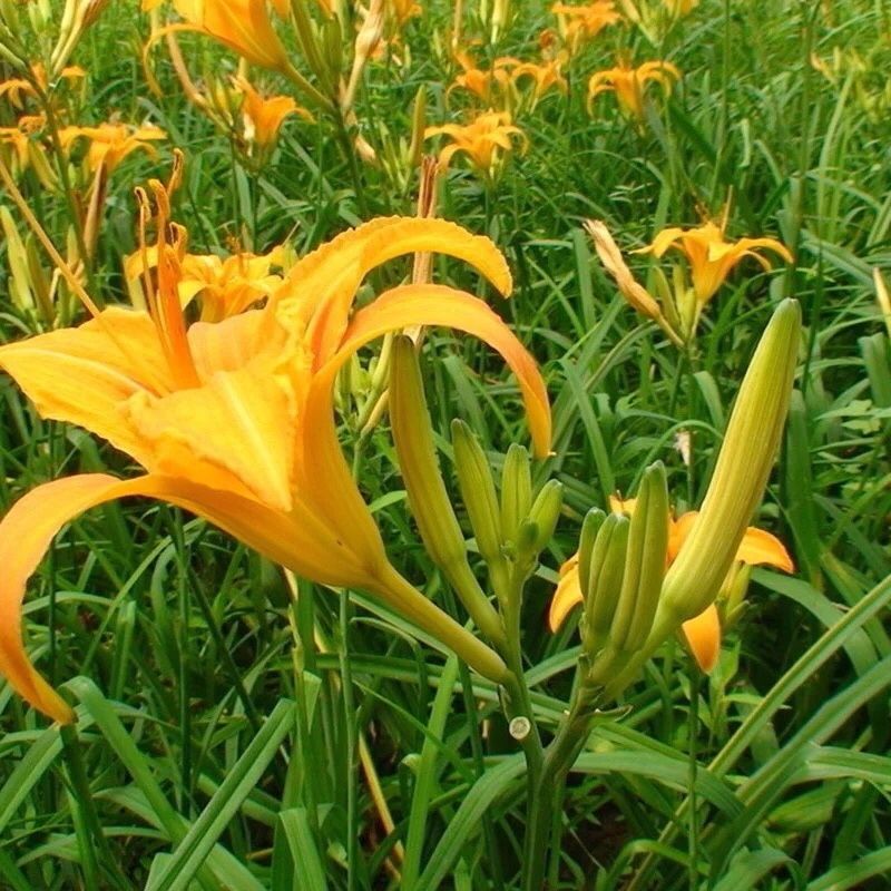 新鲜黄花菜即将上市