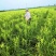 新鲜黄花菜即将上市