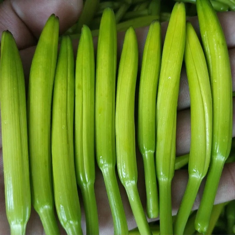 新鲜黄花菜即将上市