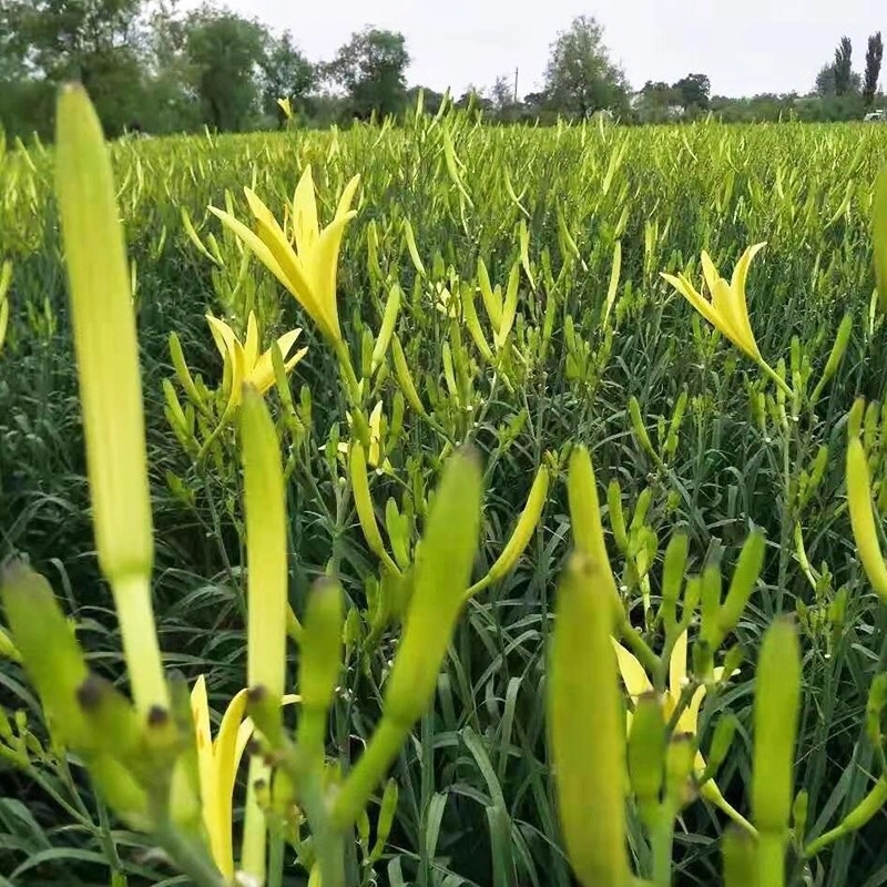 新鲜黄花菜即将上市