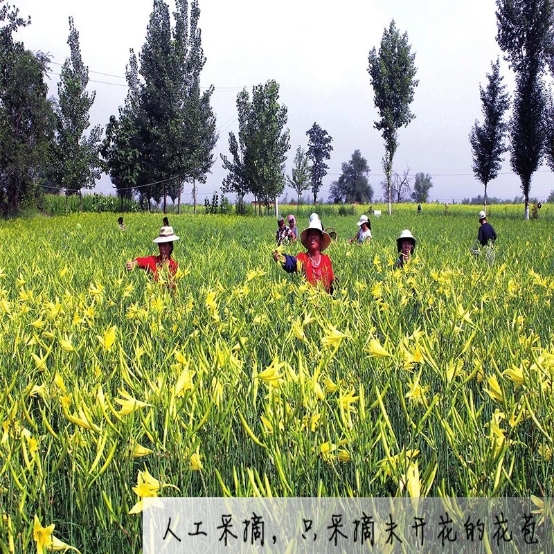 新鲜黄花菜即将上市
