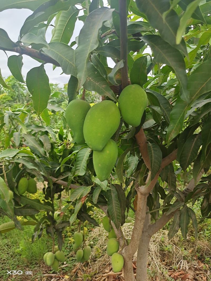 云南芒果，元谋独特的金沙江干热河谷气候环境