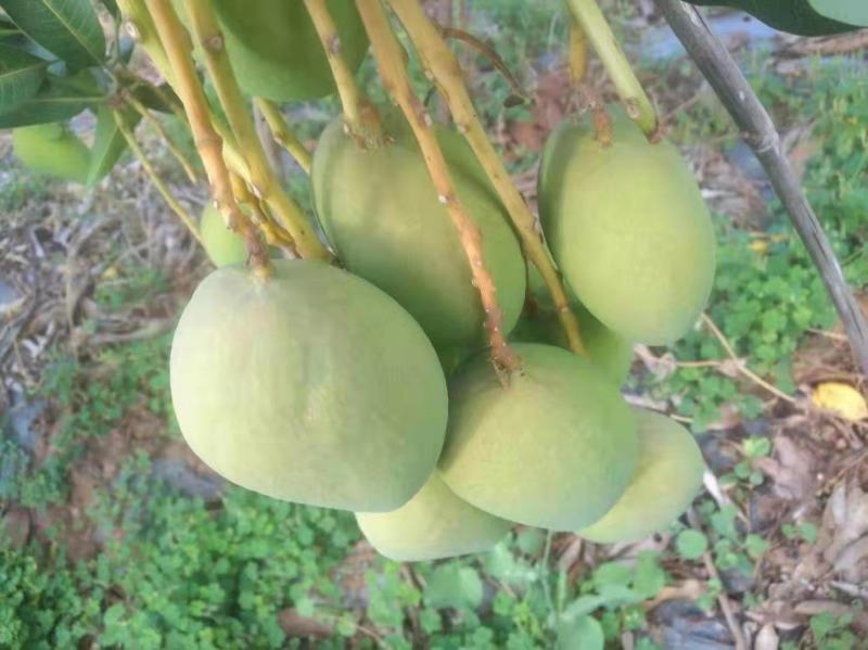 云南芒果，元谋独特的金沙江干热河谷气候环境