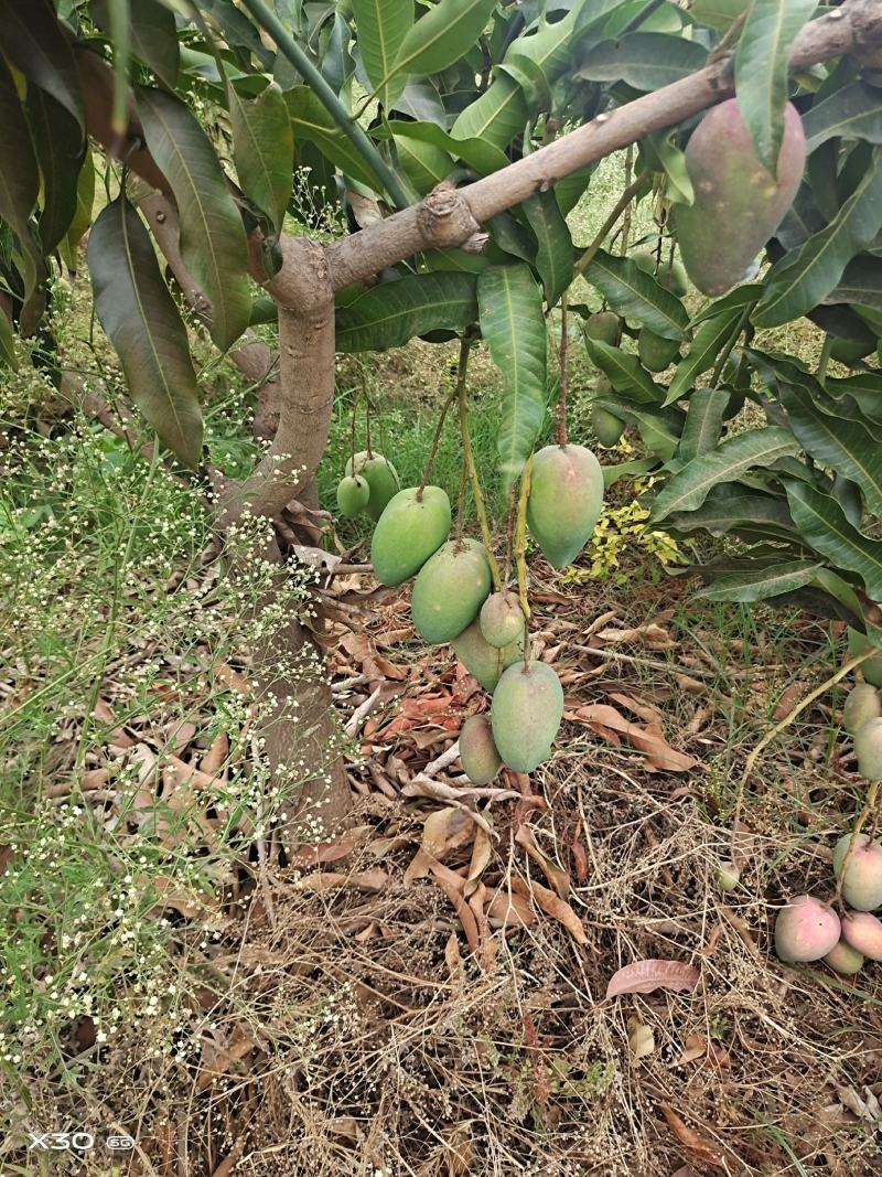 云南芒果，元谋独特的金沙江干热河谷气候环境