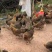 正宗黑瑶鸡苗青脚麻羽土鸡苗草鸡苗出壳鸡苗全国代发