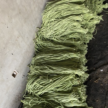 山东菏泽长豆角大量上市，欢迎有实力的老板前来咨询