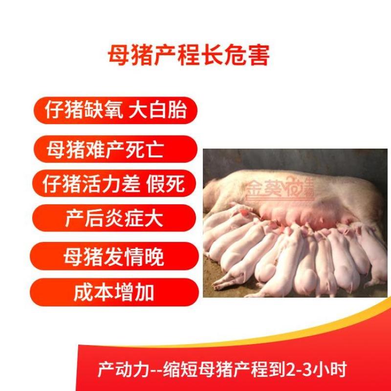 母猪饲料：母猪难产怎么办？产动力缩短母猪产程、减少死胎