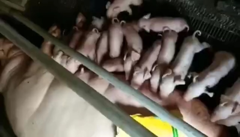 母猪饲料：母猪难产怎么办？产动力缩短母猪产程、减少死胎