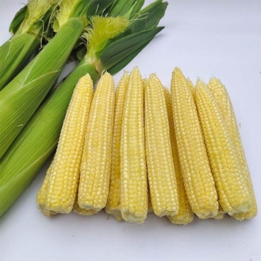 玉米笋新鲜现摘小玉米芯仔迷你甜嫩小玉米蔬菜食材包邮。