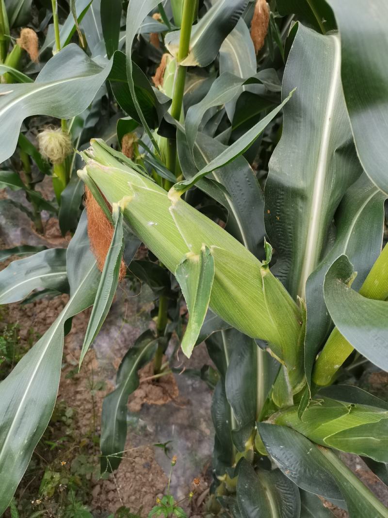 5月29号，大量上市，一天出货量100吨，现在价格往下跌