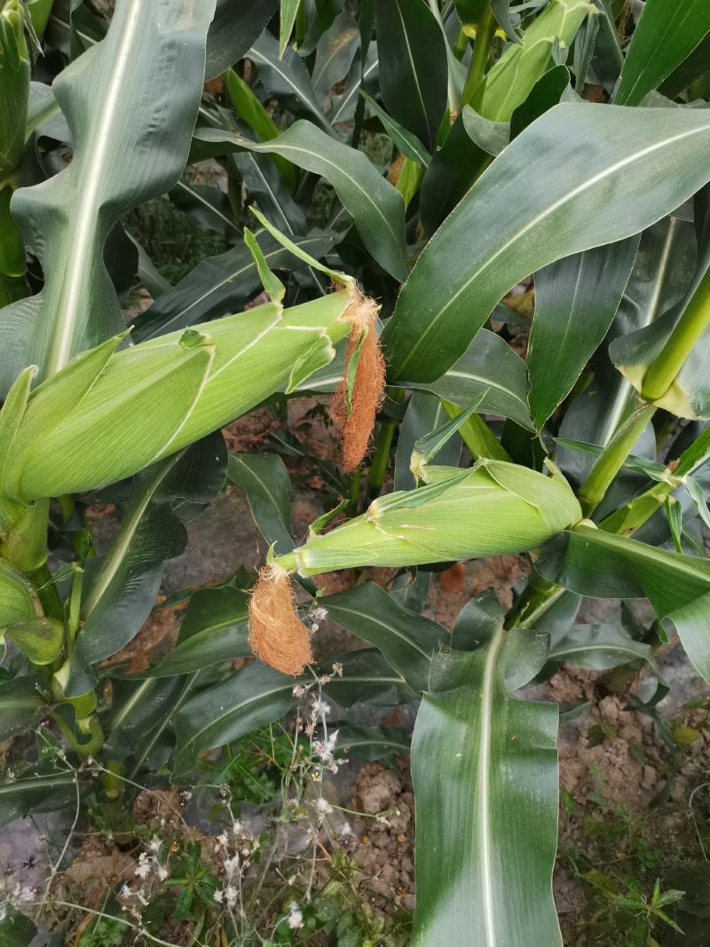 5月29号，大量上市，一天出货量100吨，现在价格往下跌