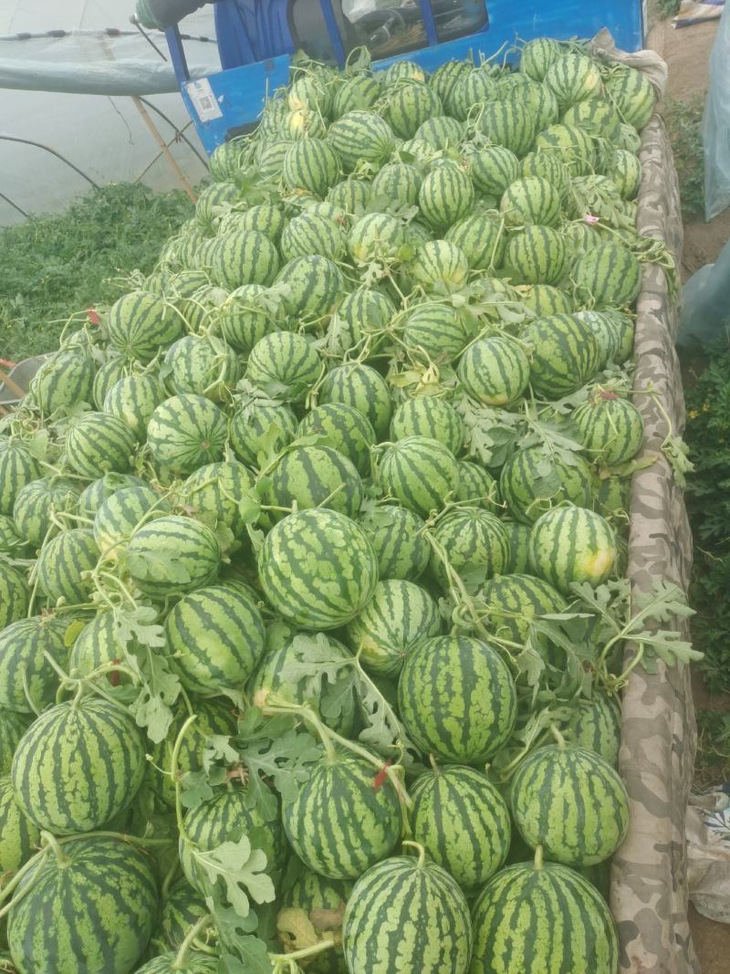 头茬精品美都西瓜口感好，糖度高品质好！
