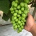 阳光玫瑰晴王葡萄苗山东聊城葡萄繁育基地欢迎观光咨询