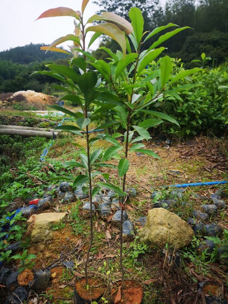 大量金丝楠木杯苗D1公分楠木杯苗5公分金丝楠木10公分