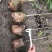 大量金丝楠木杯苗D1公分楠木杯苗5公分金丝楠木10公分