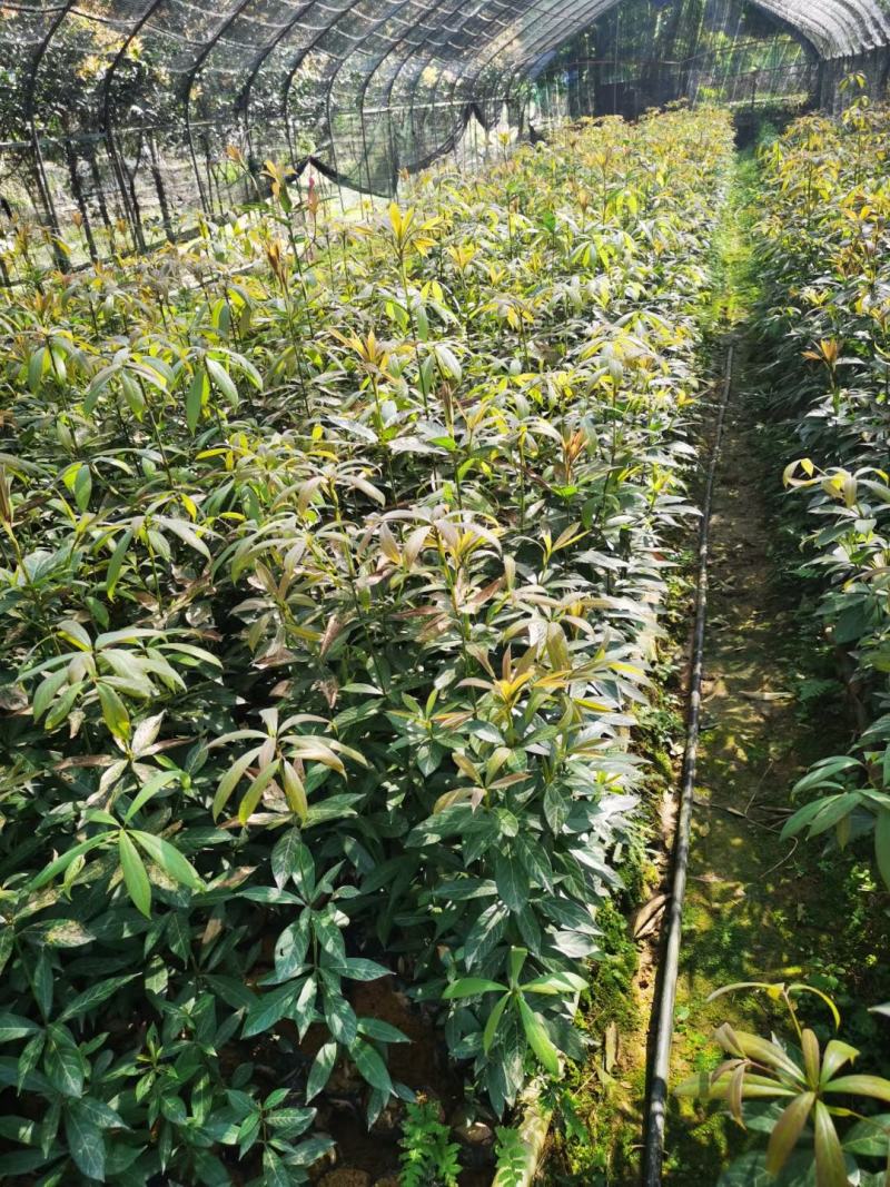 大量金丝楠木杯苗D1公分楠木杯苗5公分金丝楠木10公分