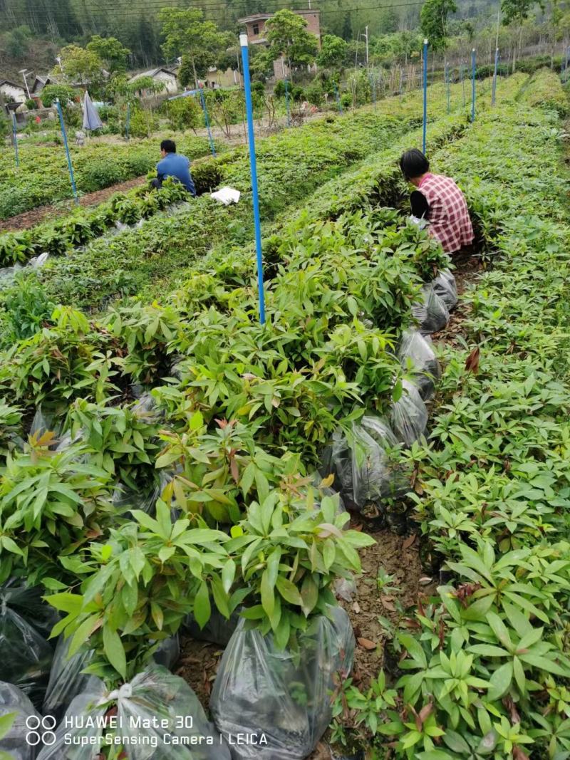 大量金丝楠木杯苗D1公分楠木杯苗5公分金丝楠木10公分