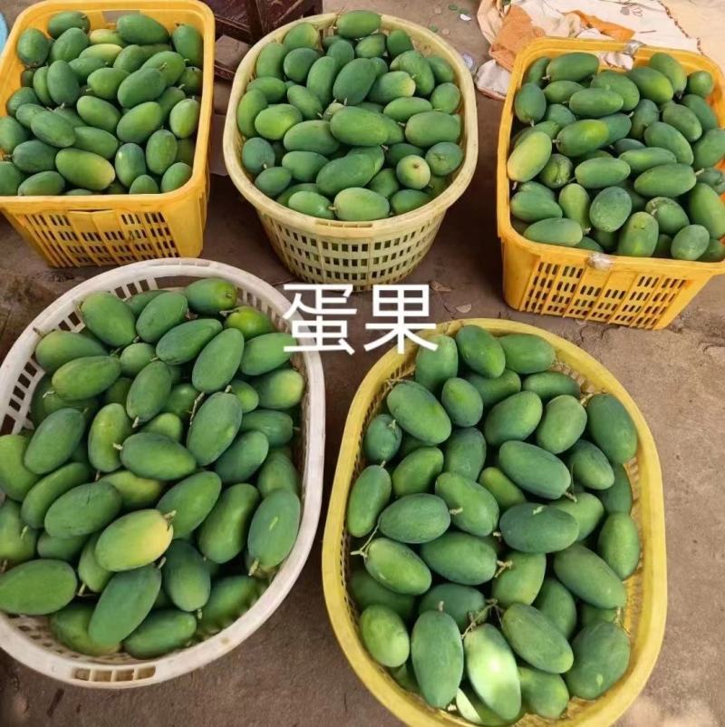 广东省湛江市雷州市覃斗镇鸡蛋芒2两以上