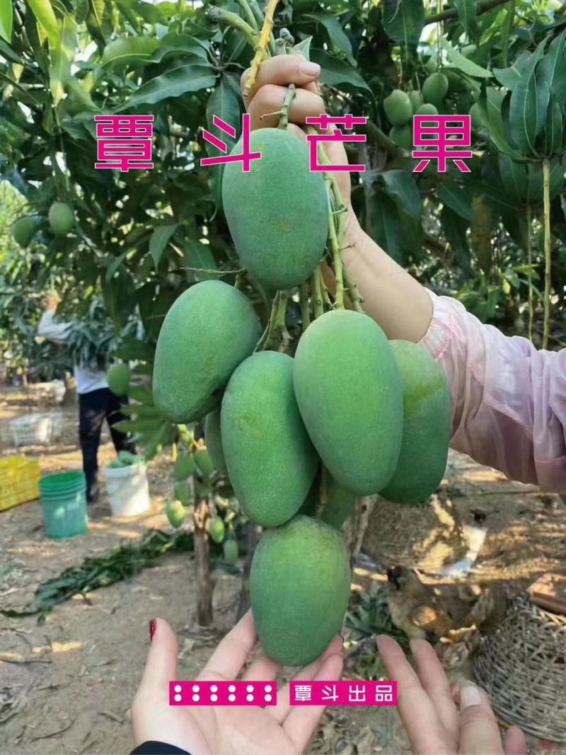 广东省湛江市雷州市覃斗镇鸡蛋芒2两以上