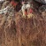 阳光玫瑰晴王葡萄苗山东聊城葡萄繁育基地欢迎观光咨询