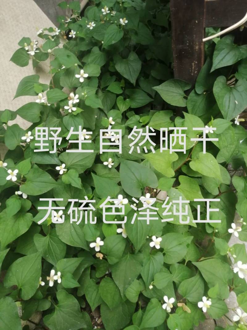 农村纯野生，自然晒干，无硫色泽纯正，泡茶，药用鱼腥草干