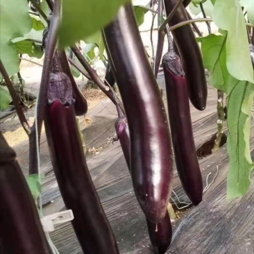 茄子苗紫萼长茄苗大龙茄子苗紫把长茄子苗烧烤茄子苗