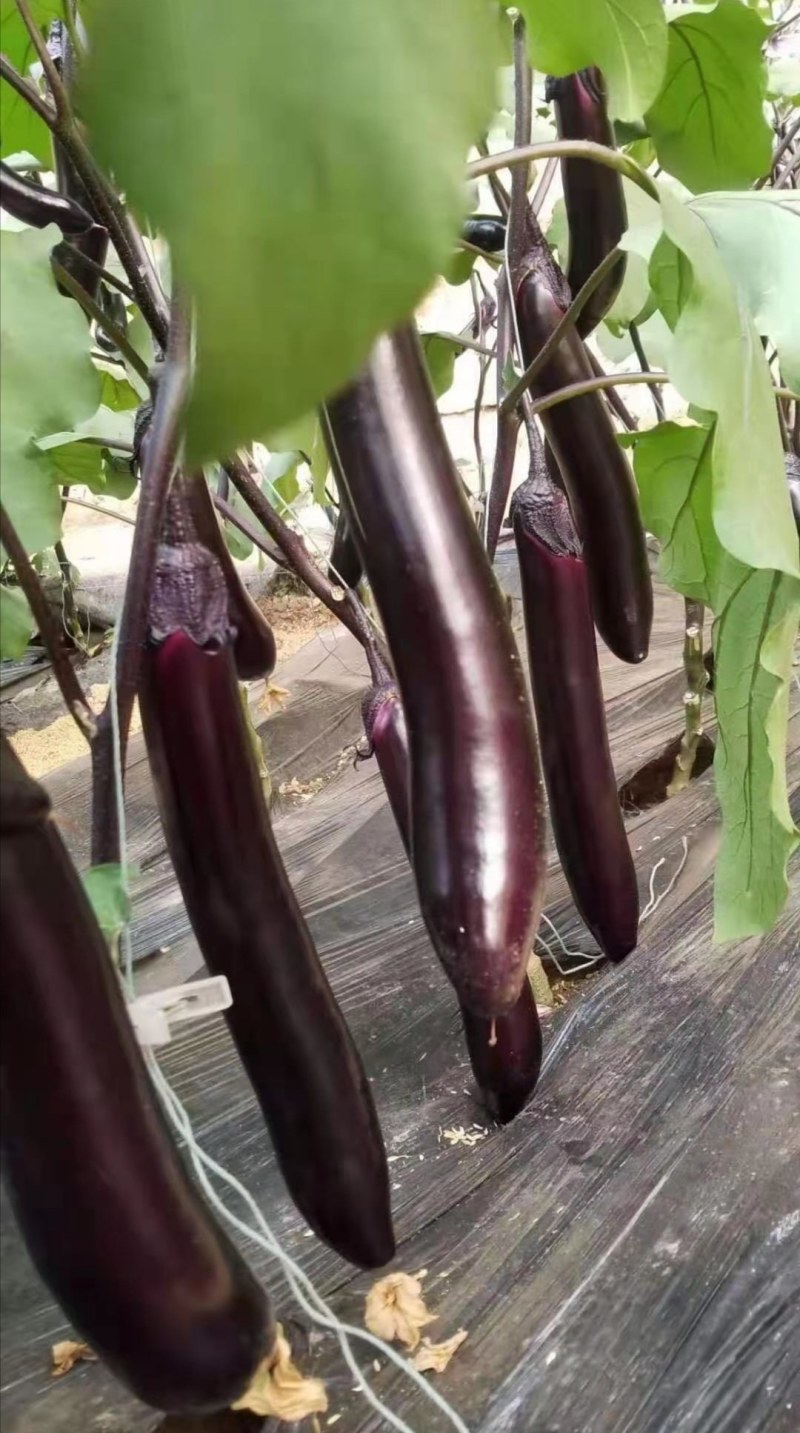 茄子苗紫萼长茄苗大龙茄子苗紫把长茄子苗烧烤茄子苗