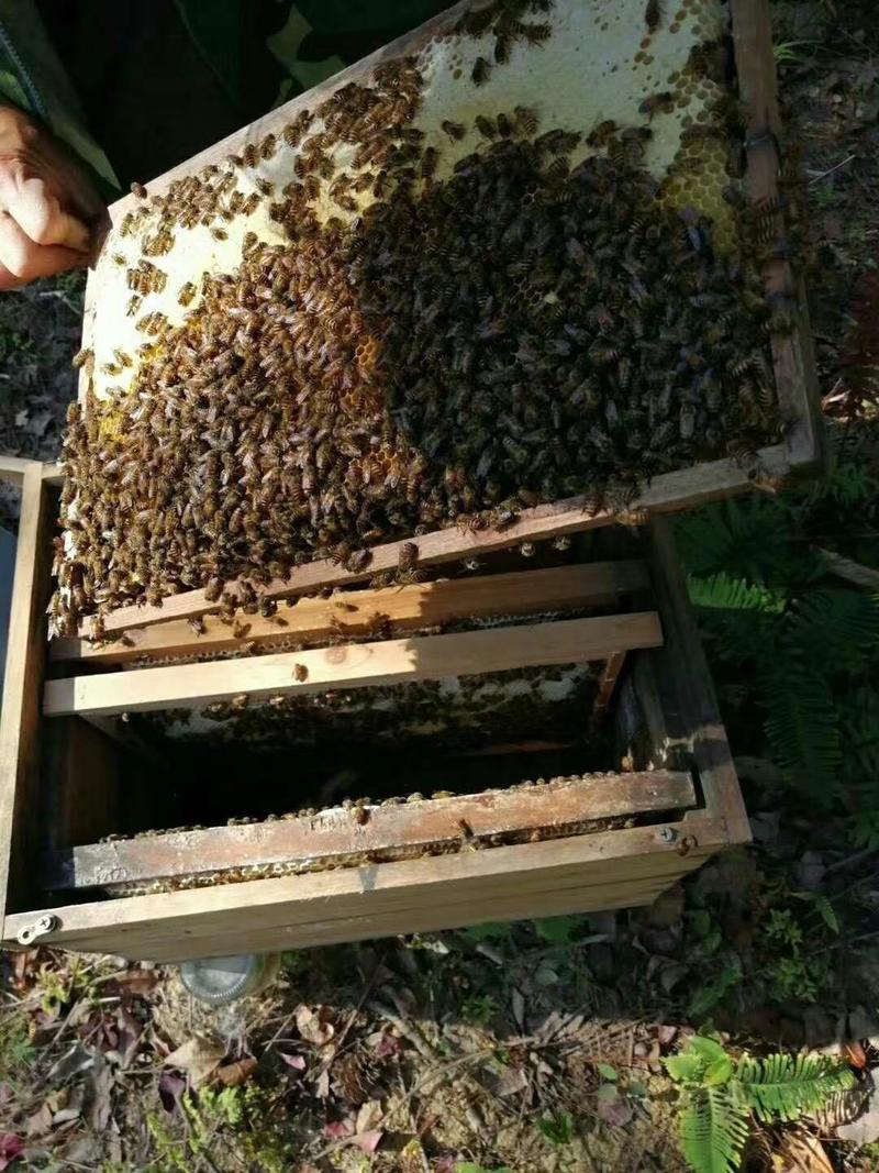 我是一个农村耕种中年人，纯农家蜂蜜，如假包退，欢迎品鉴