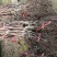 乒乓球葡萄苗（藤稔葡萄苗）聊城葡萄苗繁育基地技术指导