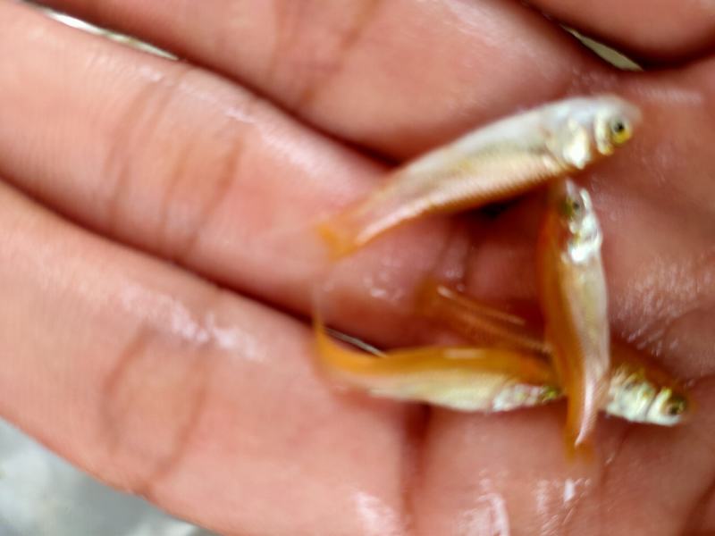 【金丝鲩】金草鱼苗金丝鲩鱼红草鱼淡水养殖成活率高