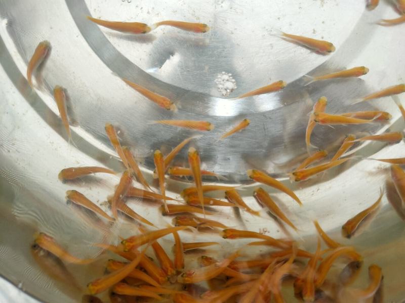 【金丝鲩】金草鱼苗金丝鲩鱼红草鱼淡水养殖成活率高
