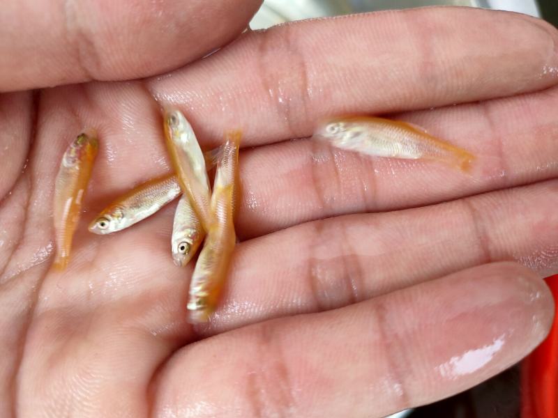 【金丝鲩】金草鱼苗金丝鲩鱼红草鱼淡水养殖成活率高