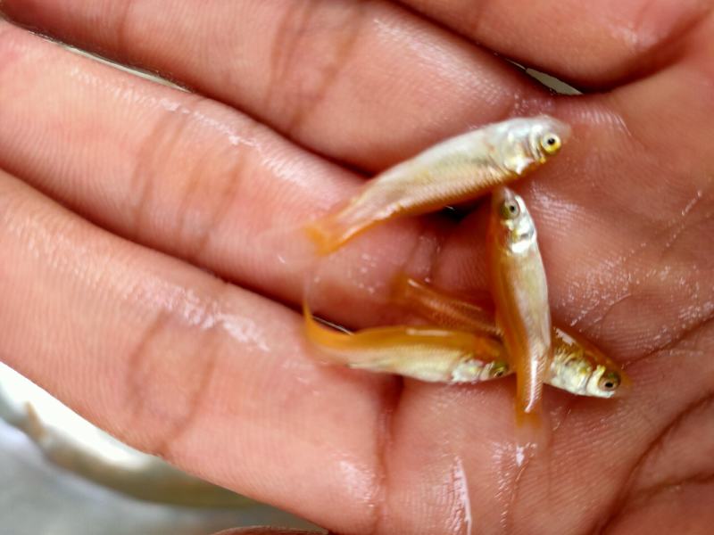 【金丝鲩】金草鱼苗金丝鲩鱼红草鱼淡水养殖成活率高