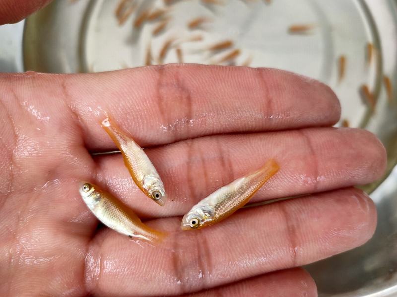 【金丝鲩】金草鱼苗金丝鲩鱼红草鱼淡水养殖成活率高