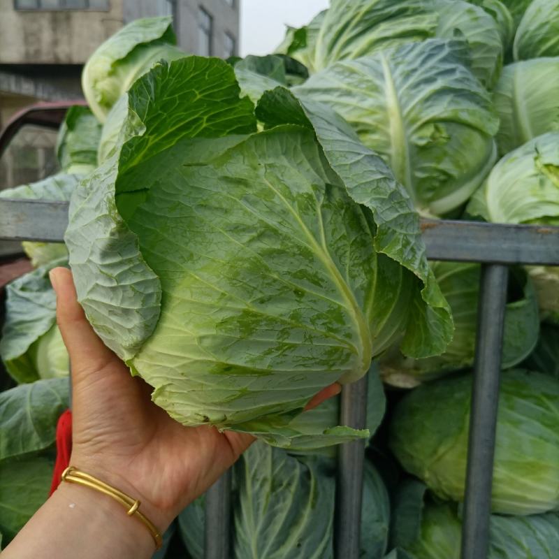 【精品扁包】大量供应，产地新野，新鲜耐运输，可视频看货