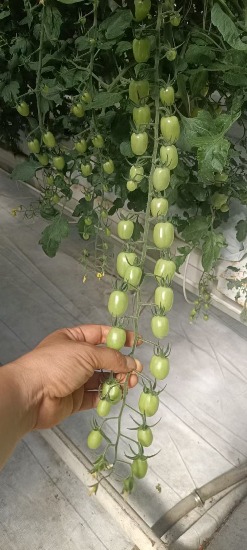 各种特色小番茄