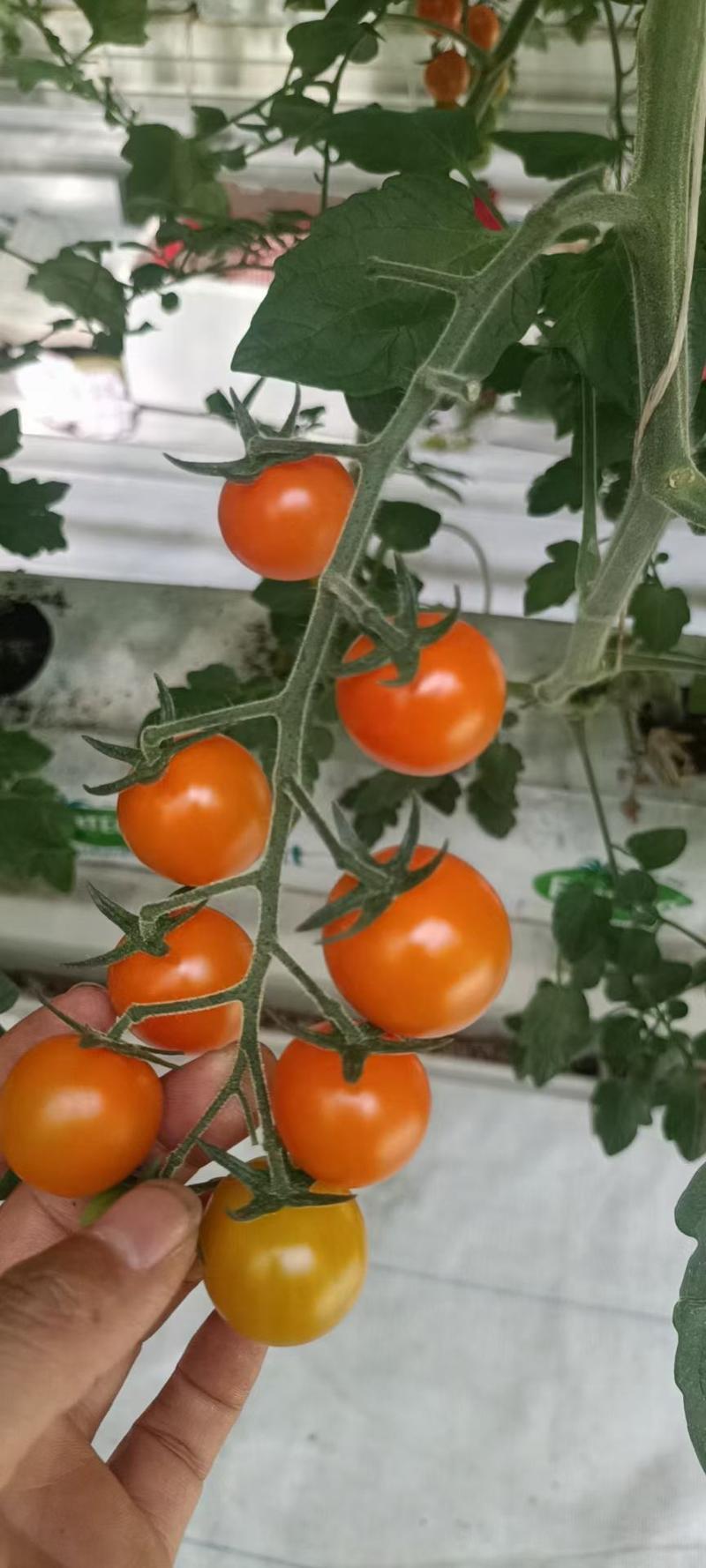 各种特色小番茄