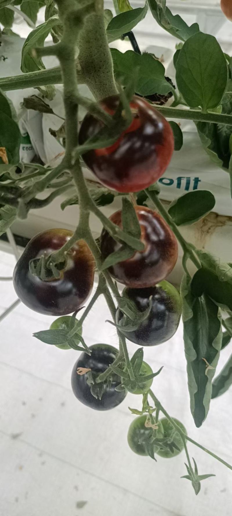 各种特色小番茄