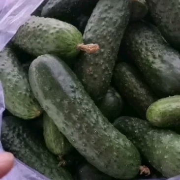 玛莎黄瓜