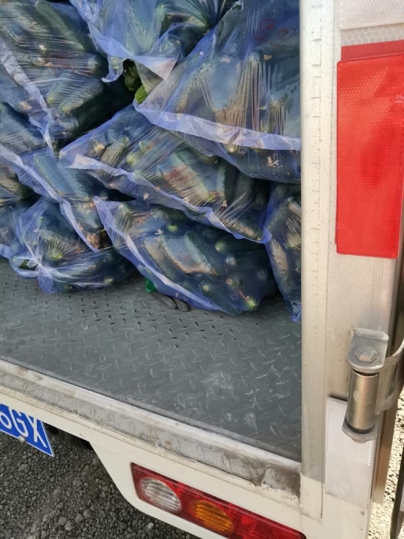 玛莎黄瓜